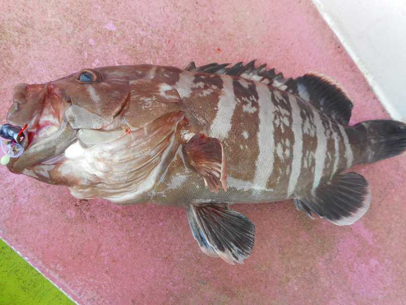 日本海 新潟県寺泊港 釣り船 光洋丸