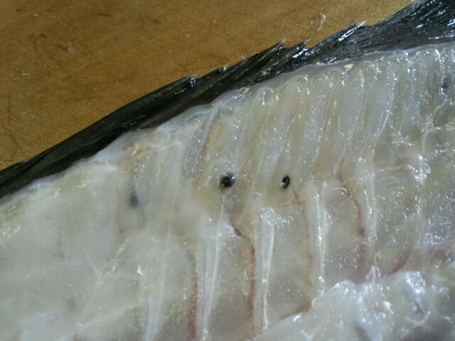 0以上 魚 黒い寄生虫 魚 黒い寄生虫